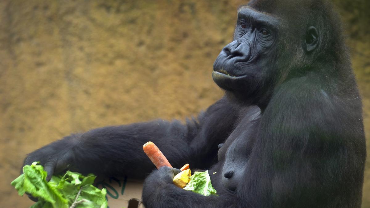 Uno de los gorilas cuyo cumpleaños ha celebrado Bioparc en València.