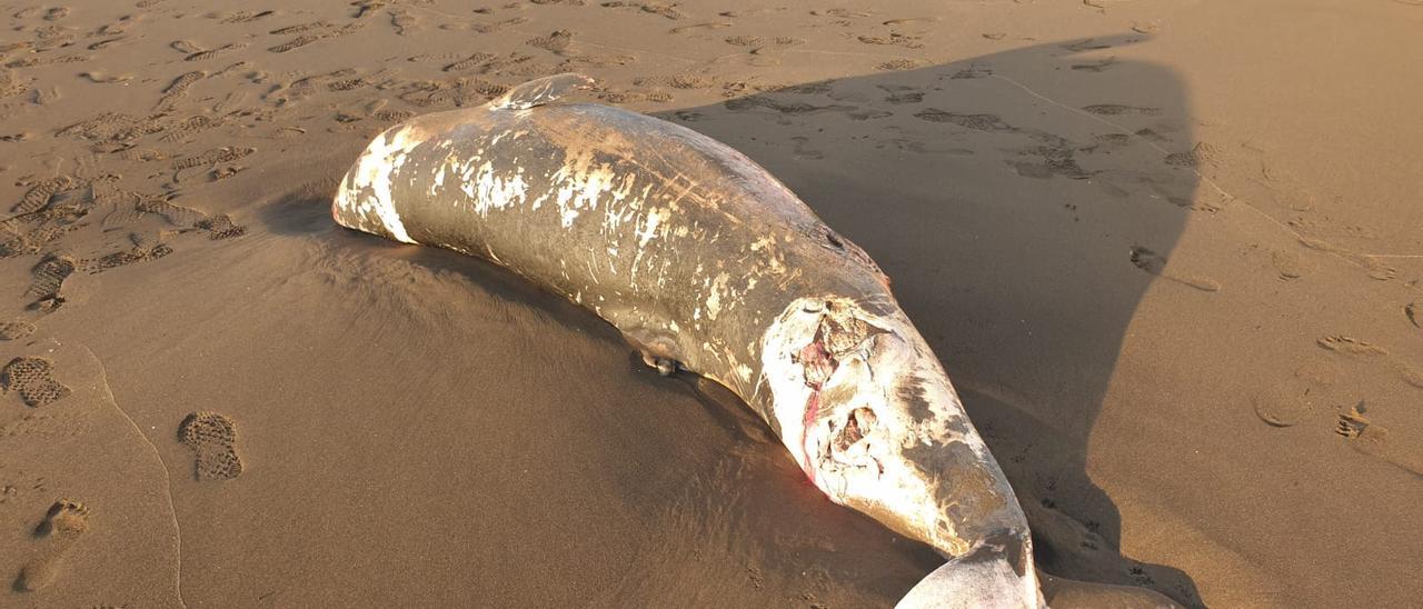 Aparece una cría de cachalote muerto en la costa canaria
