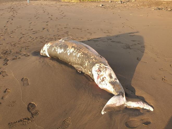 Aparece una cría de cachalote muerto en la costa canaria