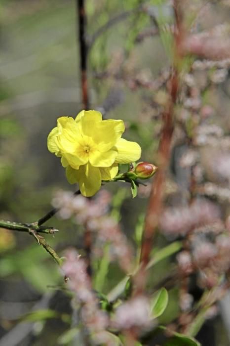 In Ariant blühen die mediterranen Pflanzen um die Wette. In dem von Heidi Gildemeister entworfenen Garten wird vieles den Launen der Natur und dem Zufall überlassen. Aber nicht alles.