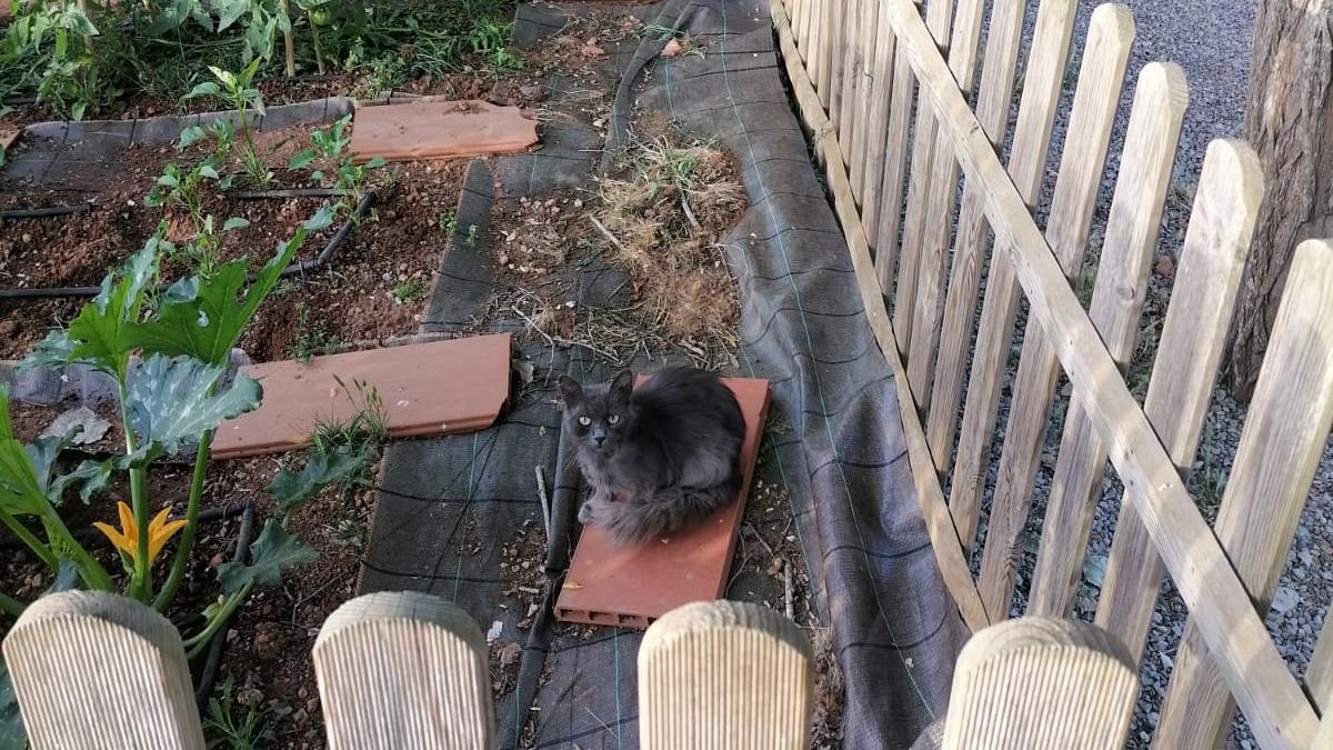 Un gato en el huerto de la &#039;escoleta&#039; de Santa Gertrudis.