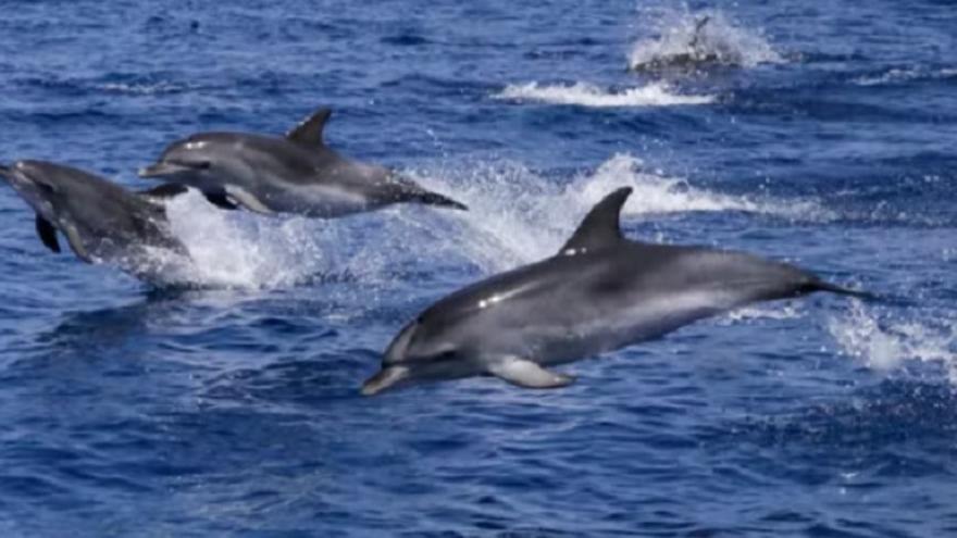 El asombroso avistamiento de unos delfínes frente a los Jameos del Agua