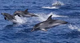 El asombroso avistamiento de unos delfines frente a los Jameos del Agua