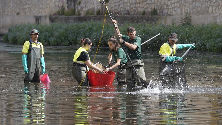 Els naturalistes i els investigadors avalen el sacrifici de les carpes de l’Onyar de Girona