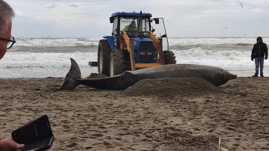 El temporal arrastra a la orilla de Torremolinos a un delfín y una ballena