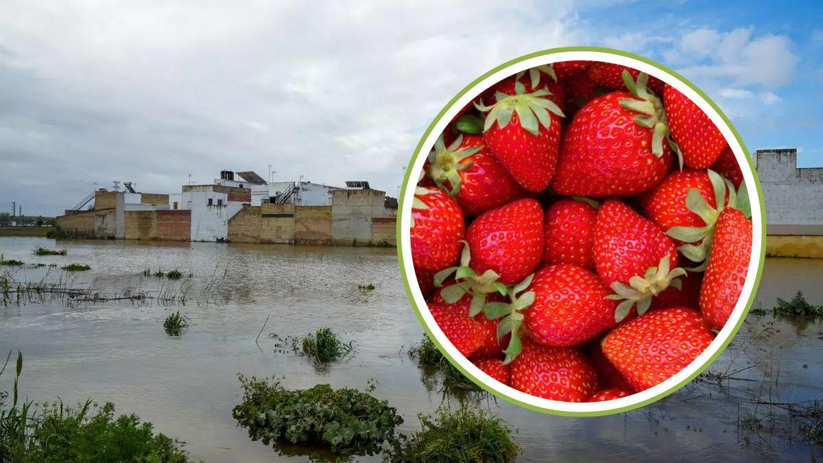 Las fresas y el cereal sufren las inclemencias del tiempo y su precio en el mercado podría subir