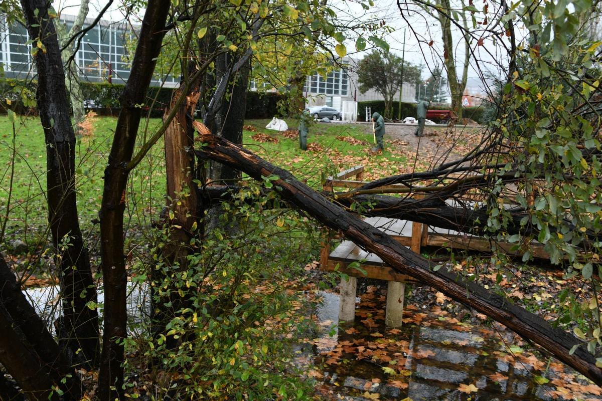 Árbol afectado pro el viento en A Xunqueira