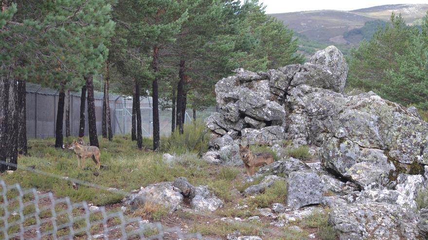 Ecologistas cree que la proposición del PP sobre el lobo desprotege la especie