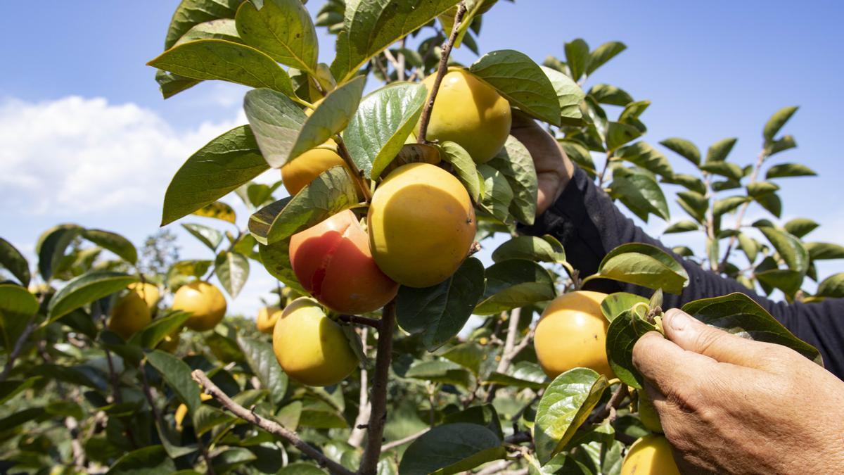 Un agricultor muestra varios caquis de su campo en la localidad de Algemesí.