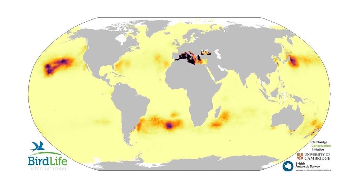 Mapa de solapamiento entre distribución de plásticos y de petreles y pardelas a nivel global, indicando las zonas de mayor riesgo, entre las que destaca el Mediterráneo.