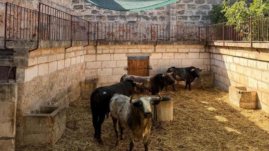 Muro recibe por primera vez toros de Miura para su corrida en la Monumental