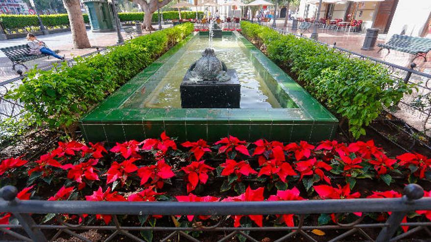 Pascuas plantadas en la plaza de Las Ranas.