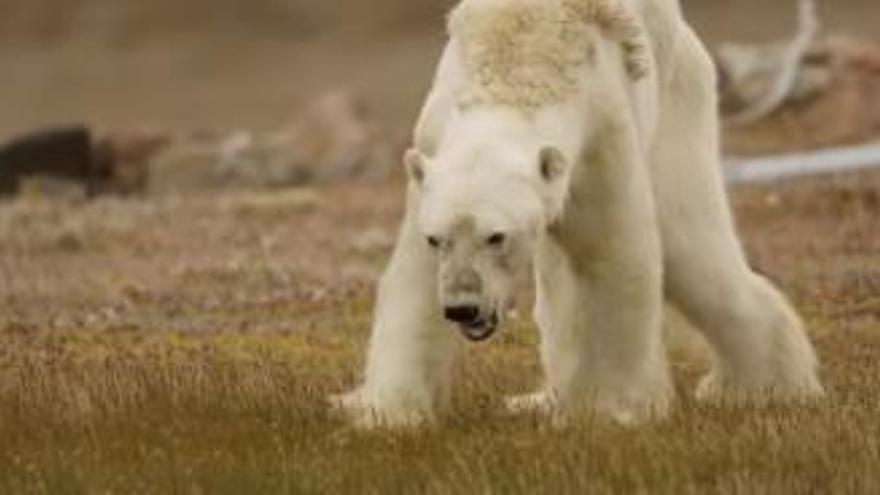 La desgarradora agonía de un oso polar por culpa del cambio climático