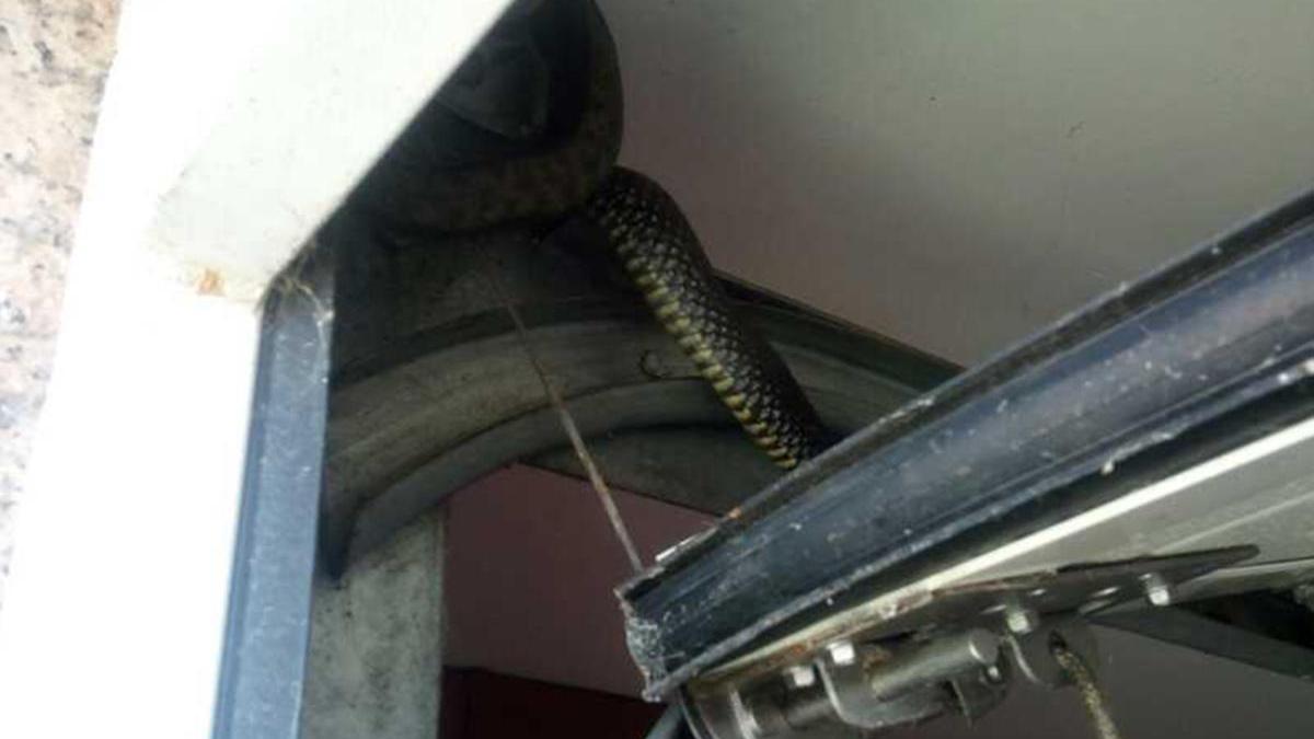 El ejemplar de serpiente enganchado a la puerta del garaje