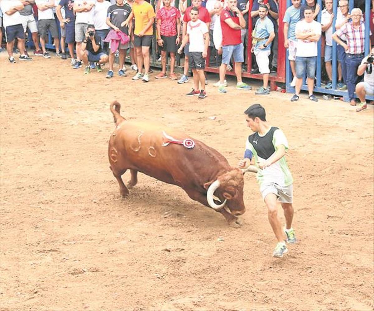 Los cerriles protagonizan el día del ‘bou de vila’ de l’Alcora
