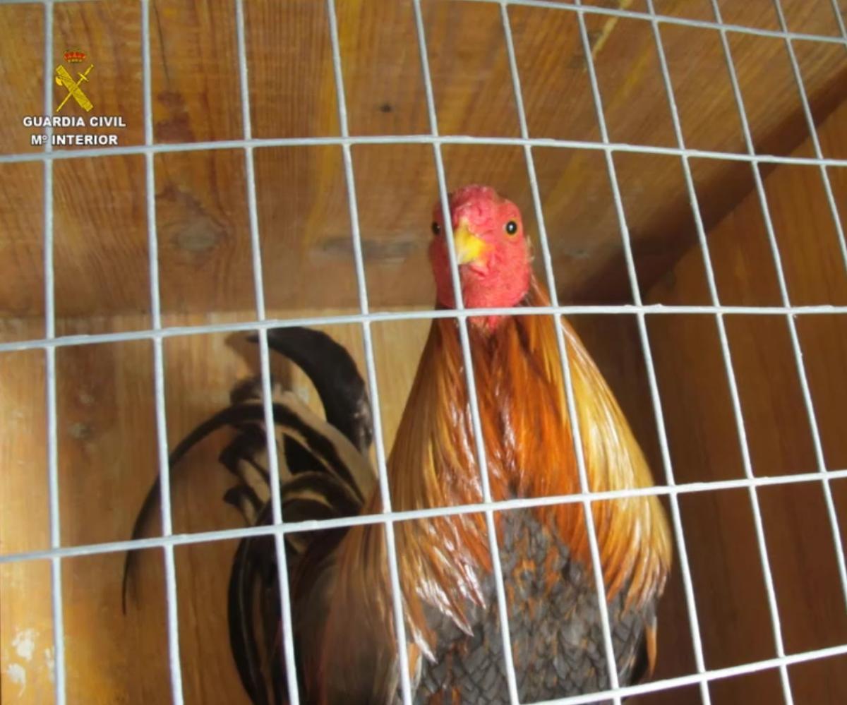 Otro de los gallos hallados en el terreno de ses Feixes inspeccionado por el Seprona