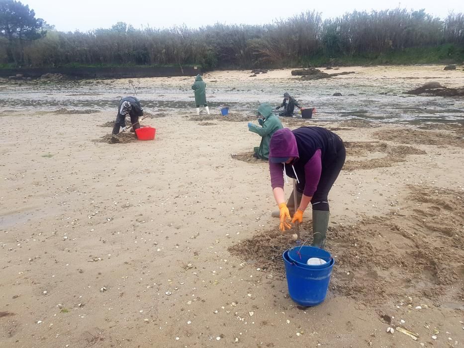 El marisqueo regresa a la ría de Arousa Faro de Vigo