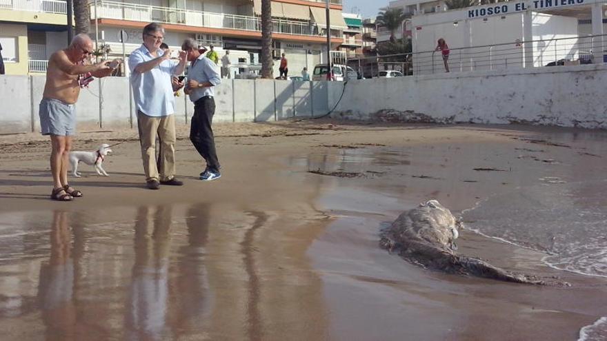 Imagen del cuerpo del animal en la costa torrevejense