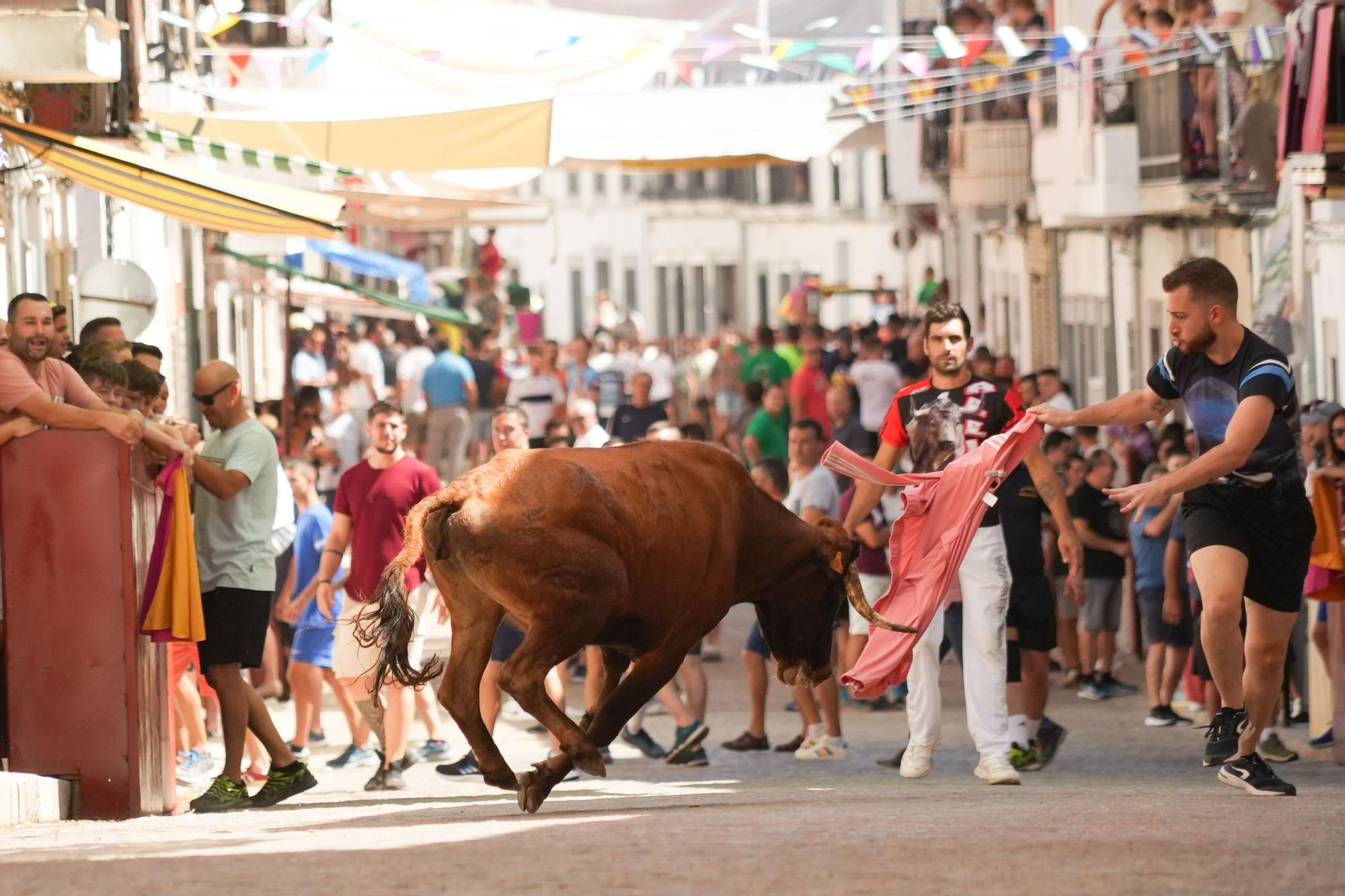 Las vaquillas de El Viso vuelven a correr las calles del pueblo