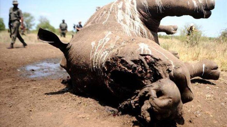 Récord de rinocerontes abatidos ilegalmente en el 2014