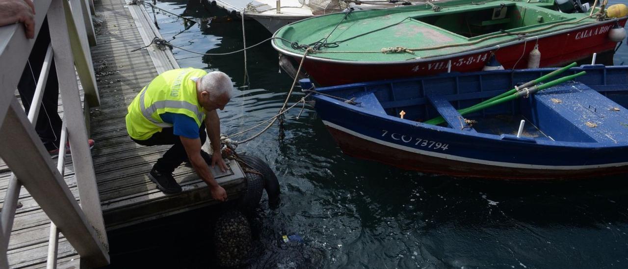 Muelle de Carril, con varios barcos de pesca que faenan en la ría de Arousa.  | // NOÉ PARGA