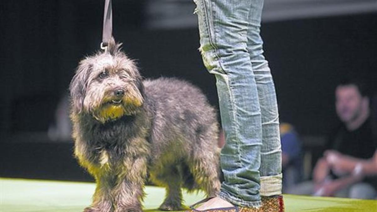 Un perro en el Palau Sant Jordi en el salón Animalada del 2011.