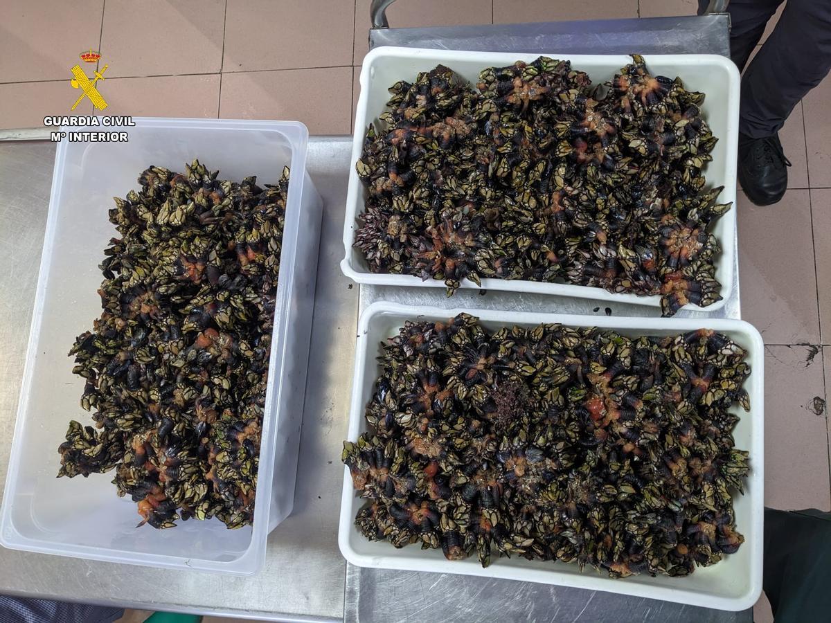 Los percebes inautados por los agentes.