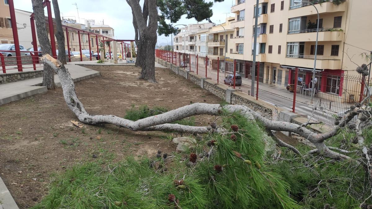 La borrasca Blas provoca un decena de incidencias en Mallorca