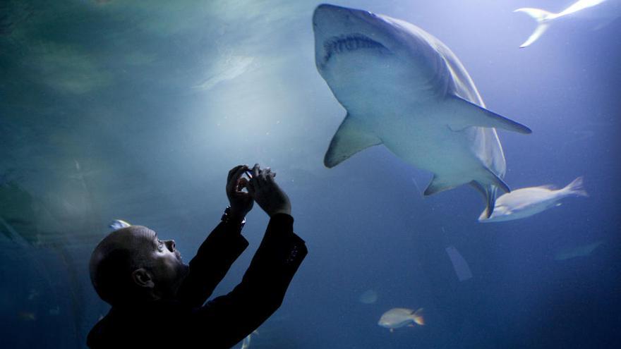 Un visitante del Oceanogràfic fotografía a uno de los tiburones.