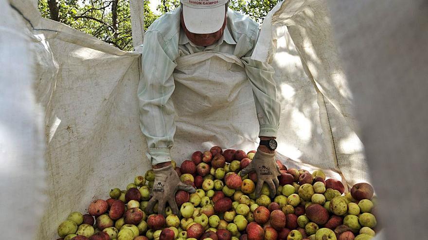 El sector aguarda una buena cosecha. |  // BERNABÉ/JAVIER LALÍN