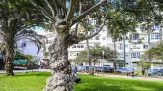 Guanarteme y La Isleta atesoran sus árboles más viejos