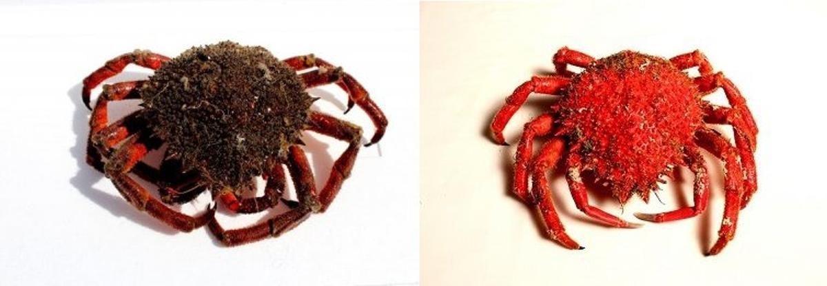 Centolla gallega (izquierda), parda y roja intensa; y francesa (derecha) más tenue y monocolor.