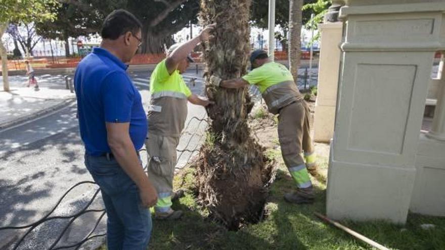 Reponen sesenta palmeras secas en la Explanada y  los paseos más céntricos