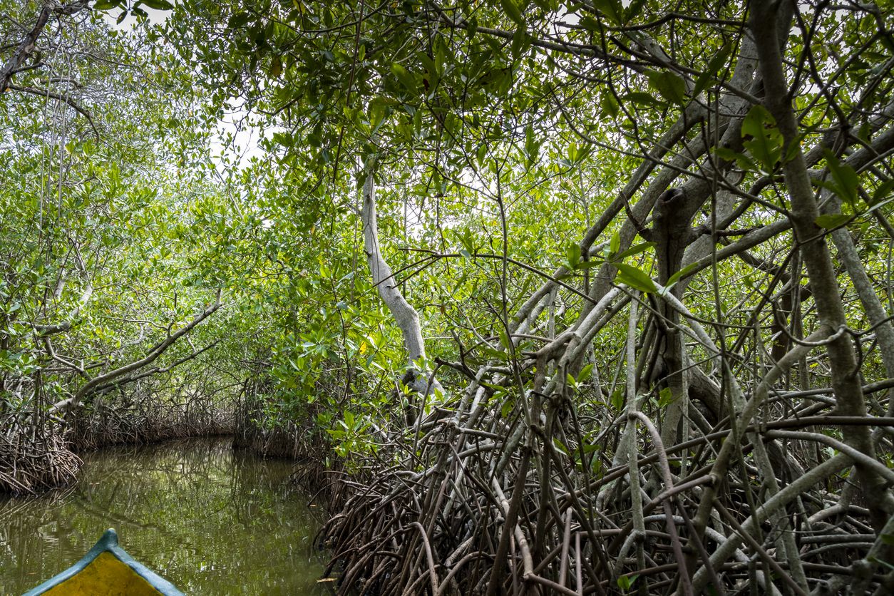 Las islas del Rosario también cuentan con manglares.