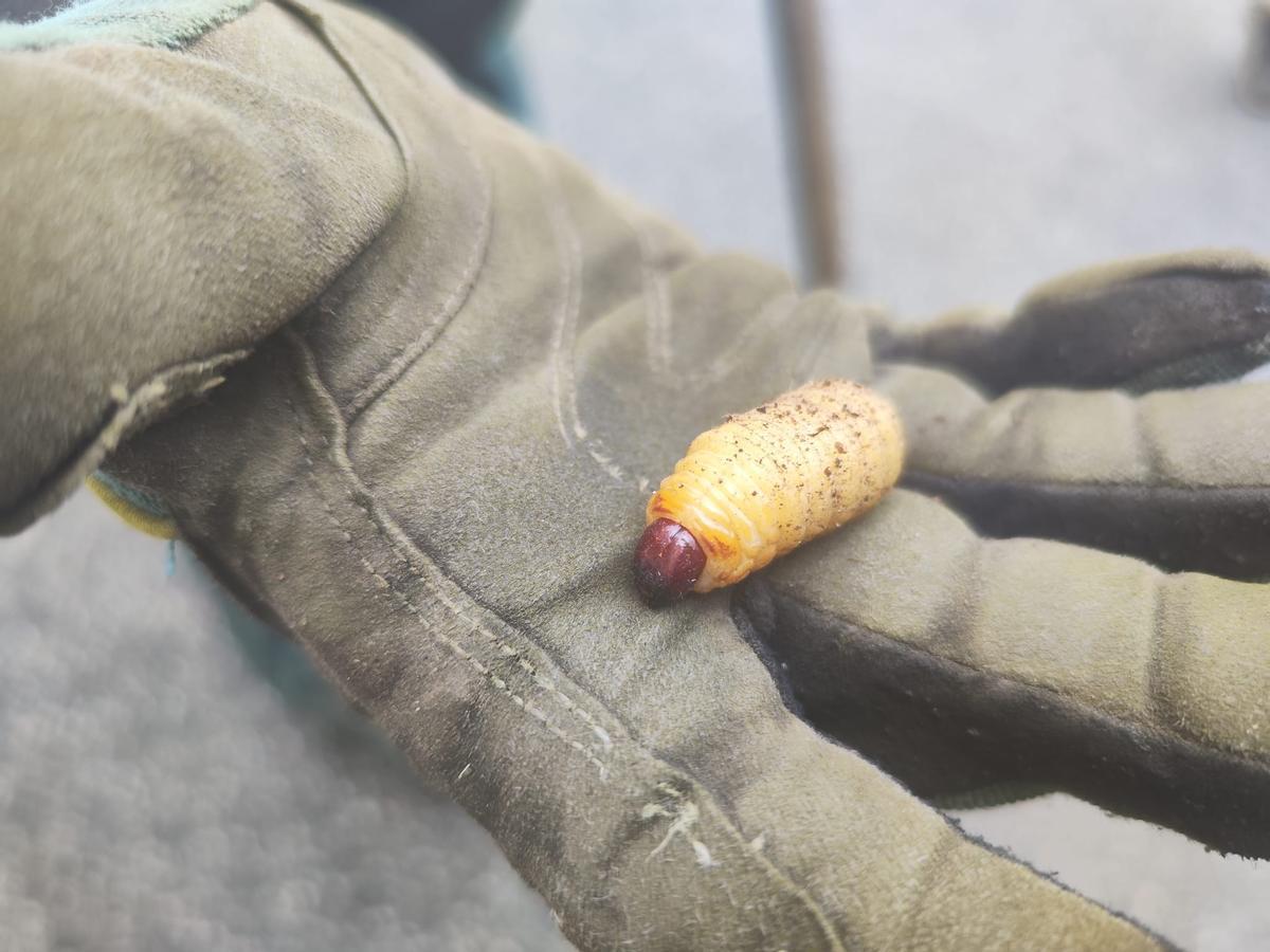 Larva de las palmeras taladas en Grado.