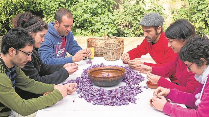 El cultivo tradicional del azafrán regresa a la Mata