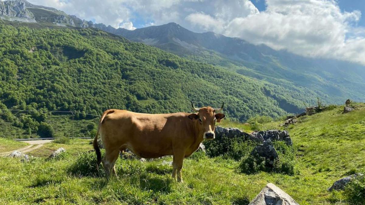 Cortes de carne de Ternera Asturiana.