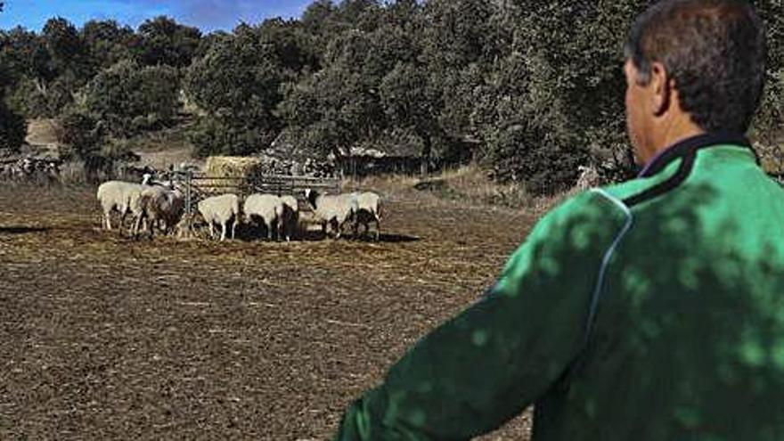 Un ganadero con un grupo de ovejas en Badilla de Sayago.