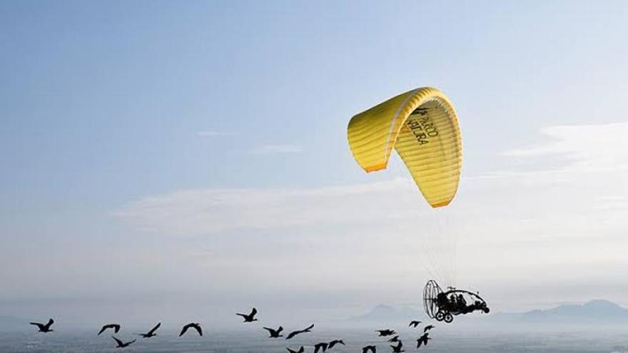 Catalunya rebrà més exemplars d’ibis guiats per un ultralleuger per reforçar el projecte de reintroducció