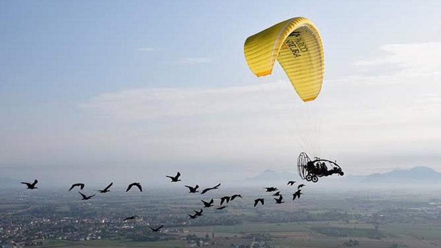 Una bandada d’ibis ermitans, durant el vol guiat.