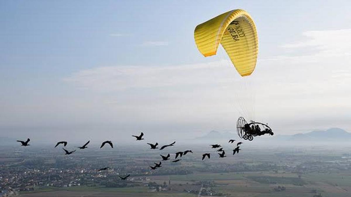 Una bandada d’ibis ermitans, durant el vol guiat.
