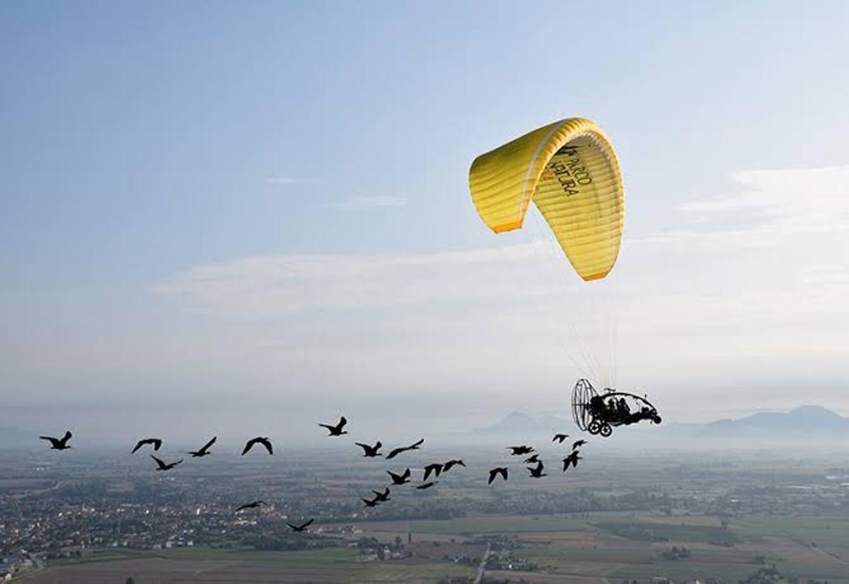 Una bandada de ibis eremitas, durante el vuelo guiado.