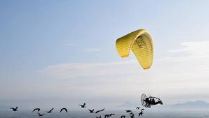 Una bandada de ibis eremitas, durante el vuelo guiado.