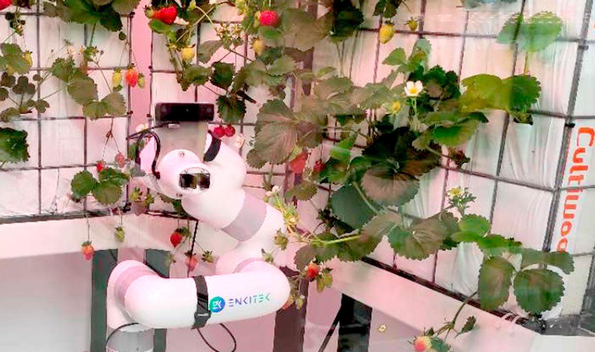 La empresa catalana Enkitek diseña un robot para la recolección de frutas y verduras.