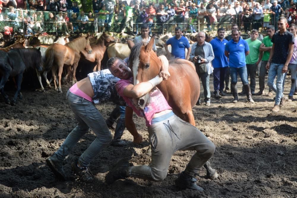 La cabaña de caballos salvajes de Castrove goza de buena salud