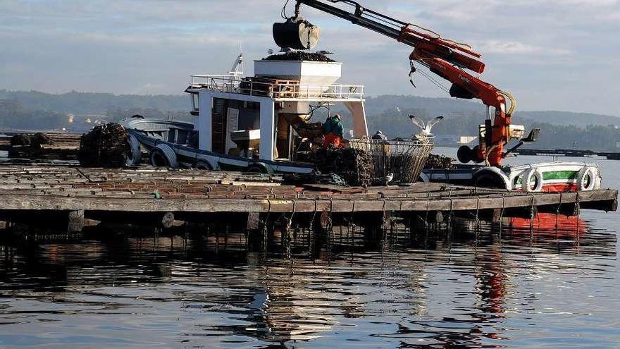 Trabajos de recogida de mejillón en un parque de cultivo de la ría de Arousa. // Iñaki Abella