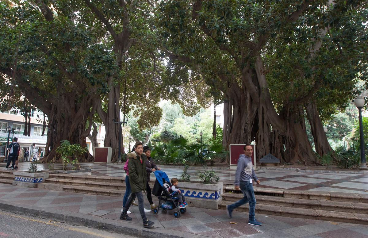 PLANES EN ALICANTE | Qué ver en Alicante en 2 días: Los ficus de la Plaza Gabriel Miró