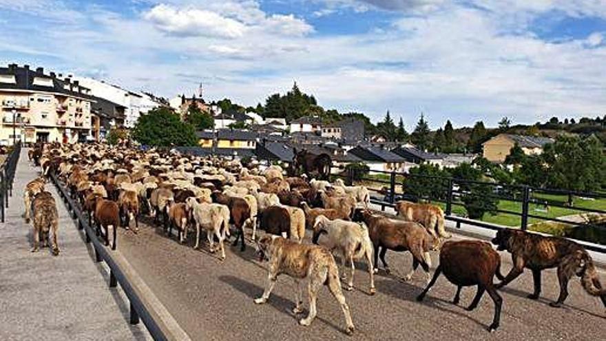 Los pastores trashumantes cruzan la comarca