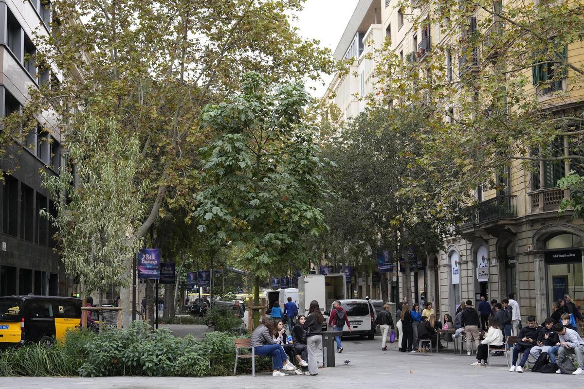 En primer término, frondosos árboles plantados hace solo un año en la ciudad.