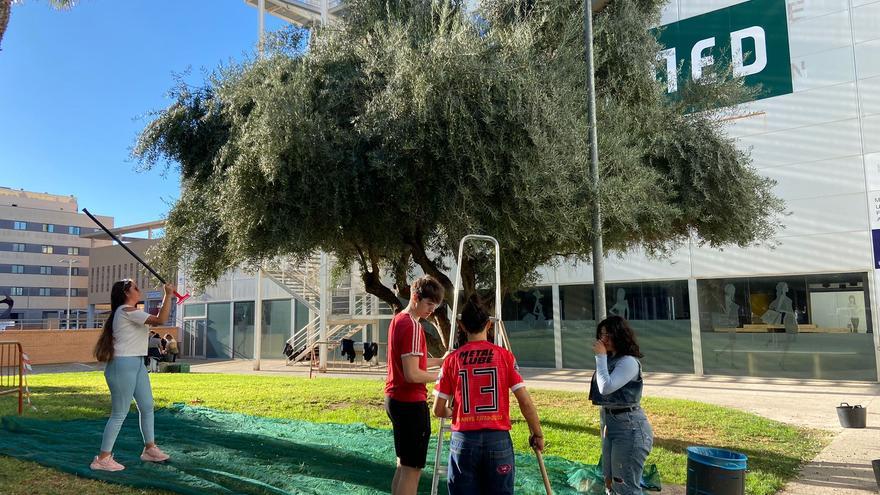 Alumnos del Valle de Elda recolectan los olivos municipales para elaborar aceite solidario